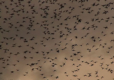 Vogelschwärme in Ostbelgien