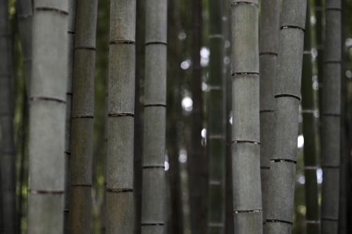 Bambus: steif und langlebig