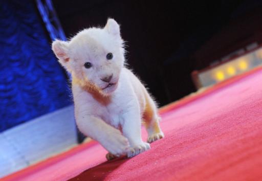 Weißes Löwenbaby im Circus Krone in Hamburg