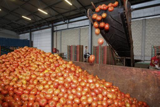 Tomaten für die Ärmsten