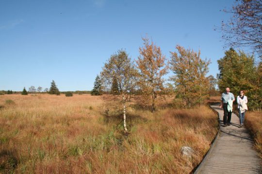 Wandern im Hohen Venn