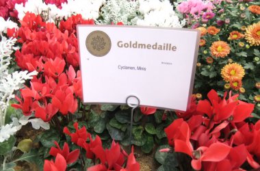 Bundesgartenschau 2011 in Koblenz: Letzte Woche