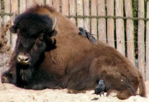 Bison und Dohlen verstehen sich prächtig