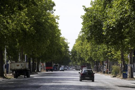 Avenue du port/Havenlaan in Brüssel: Platanen gerettet