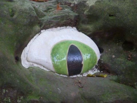 Zyklopenauge im Wald am Grenzübergang Köpfchen