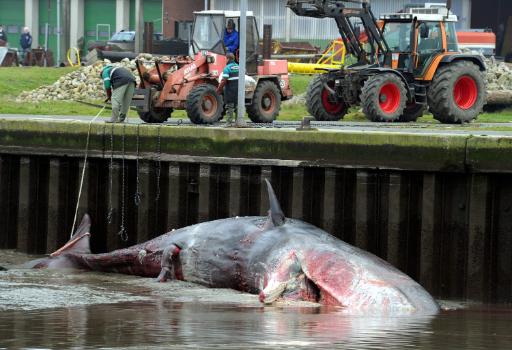 Der Pottwal wurde in den Hafen von Meldorf gebracht