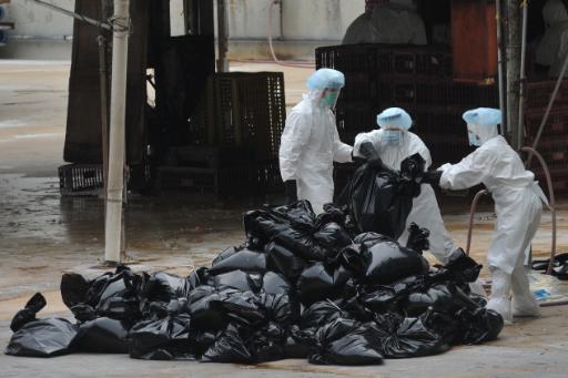 Hong Kong: 17.000 Hühner notgeschlachtet