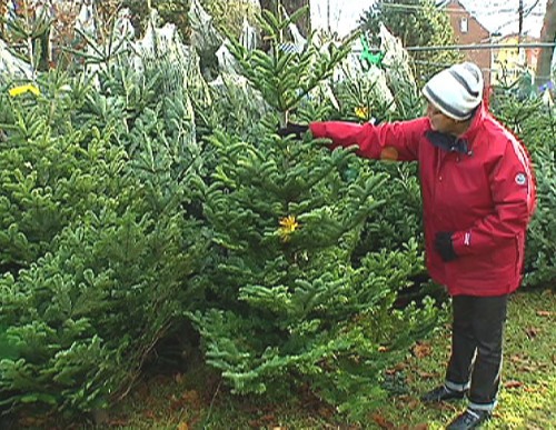 Weihnachtsbaumverkauf: Die Nordmann-Tanne ist der Renner