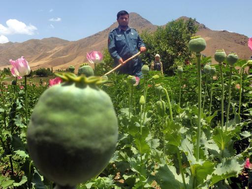 Schlafmohnfeld in Afghanistan