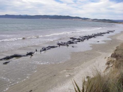 Im Februar 2011 gestrandete Grindwale vor der Küste Neuseelands