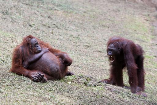 Biologe Frans de Waal: Auch Affen sind nur Menschen ...
