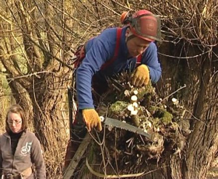 Lontzen: Baumpfleger zeigt Kopfweidenschnitt
