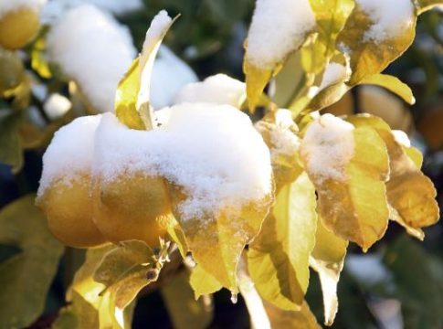 Schneebedeckte Zitrusfrüchte in Südfrankreich