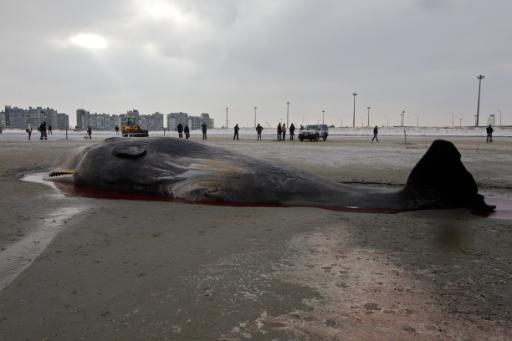 Pottwal am Strand von Knokke-Heist verendet