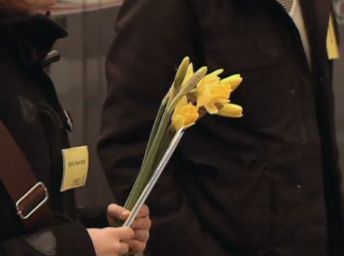 Narzissen zum Weltfrauentag