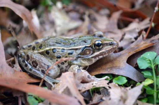Eine neue Unterart des Leopardfrosches (Rana pipiens)