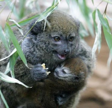 Diese Lemuren gibt es nur auf Madagaskar (oder in Zoologischen Gärten)