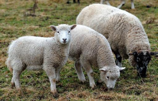Schmallenberg-Virus: Schafe besonders gefährdet
