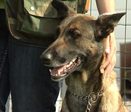 Gefährliche Hunderassen: Hundeclub Kelmis organisierte Sozialtest