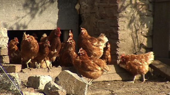 Freilandhaltung auf dem Hof von Bernd Jacobs in Kettenis