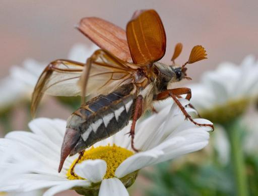 Ein Maikäfer