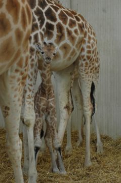 Das Giraffenbaby im Gaia Zoo in Kerkrade