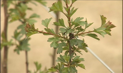 Bienenfreundlich: Gemeinde Lontzen pflanzt Bäume und Hecken