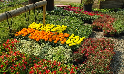 Stadtgärtnerei pflanzt 25.000 Blumen in Eupen