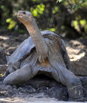 Riesenschildkröte "Lonesome George"