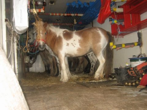 VoG Tierfreunde will Gemeinden für Tierschutz sensibilisieren