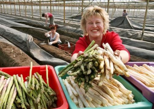Spargelernte 2012: Grund zum Lachen?