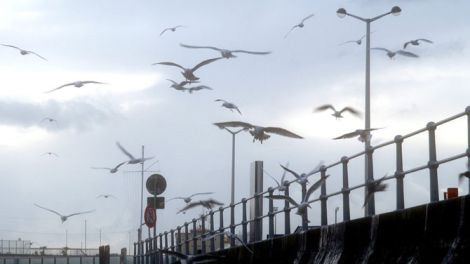 Möwen in Ostende