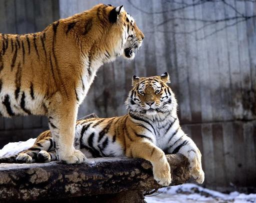 Tiger im Kopenhagener Zoo (Bild von 2005)