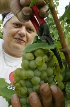 Trauben in Gefahr