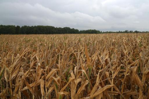 Trockener Mais im US-Bundesstaat Maryland