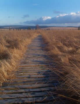 Ostbelgien im Herbst: Hohes Venn