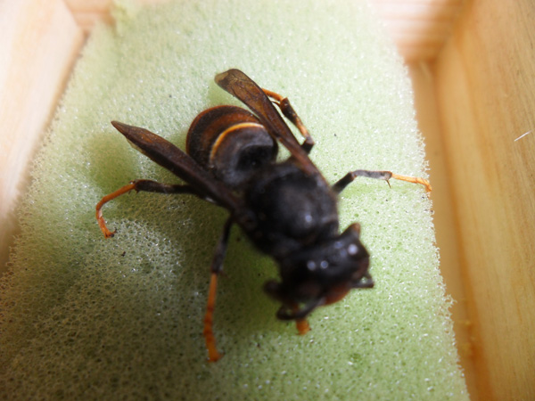 Gefahr für einheimische Bienen: Asiatische Hornisse (Bild: BRF)