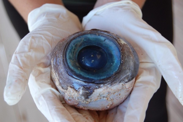 Das angespülte blaue Riesenauge