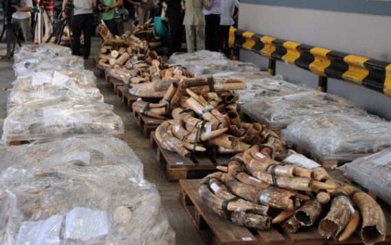 Das in Hongkong entdeckte Elfenbein