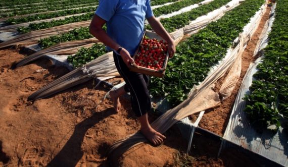 Erdbeeren lösen bisher größte derartige Lebensmittel-Epidemie aus