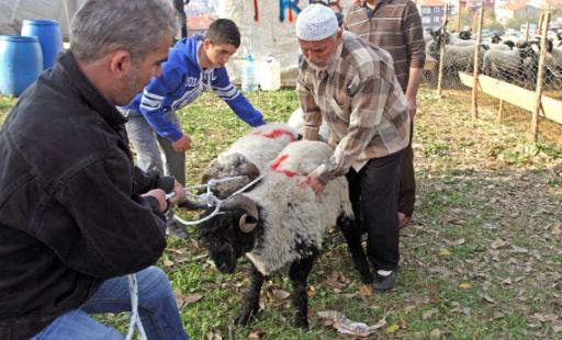Türkische Familien kaufen Schafe für das Opferfest