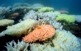 Das Great Barrier Reef