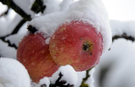 Äpfel im Schnee (Weimar)