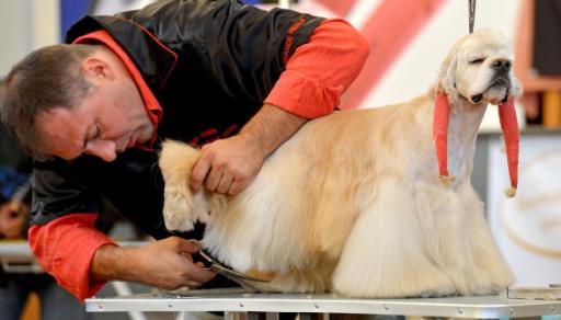 Hunde werden frisiert