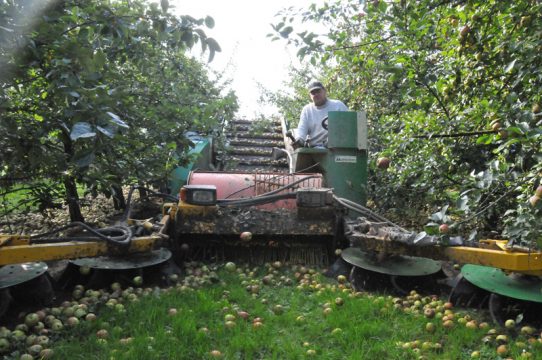 Apfelernte in vollem Gange: Besuch in der Cidrerie Stassen