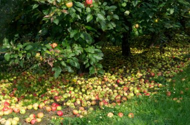 Apfelernte in vollem Gange: Besuch in der Cidrerie Stassen
