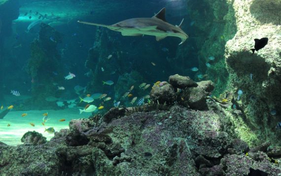 Australien schafft weltgrößtes Netz an Meeresschutzgebieten