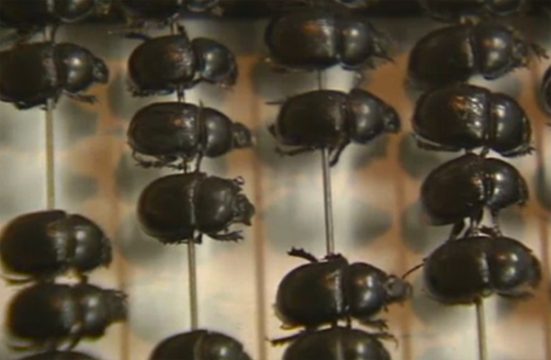 Jan Fabre-Ausstellung im Ikob in Eupen