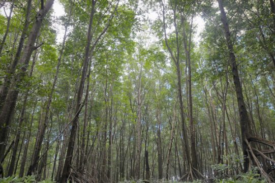 Mangrovenwald in der Nähe von San Salvador