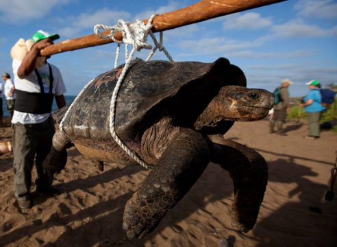 Riesenschildkröte auf Pinta Island, Galapagos-Inseln (Mai 2010)